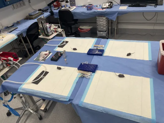 Training Operating Room with 3D printed mice