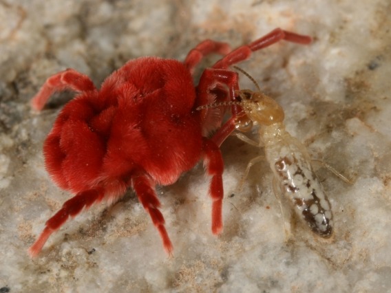 A worker termite attacks a giant velvet mite