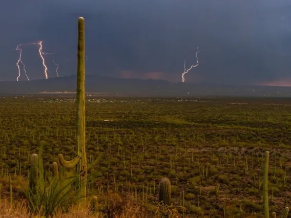 A desert landscape with cactus and lightning 