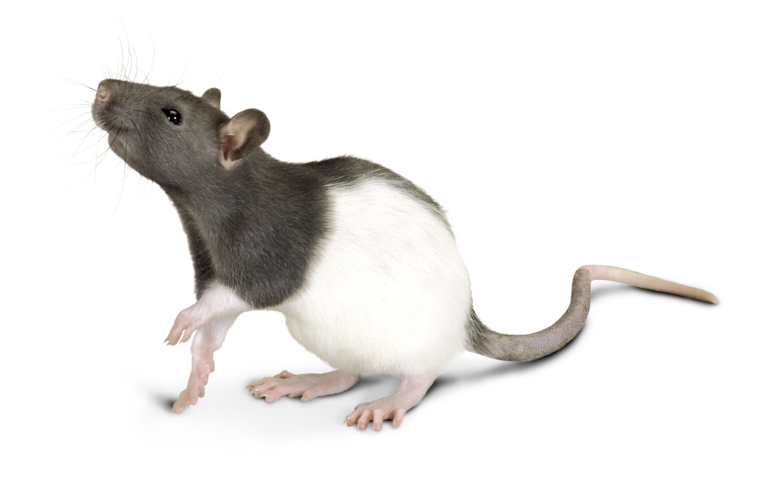 Hooded rat with one paw in the air on flat white background (rat with dark grey upper body and white lower body)