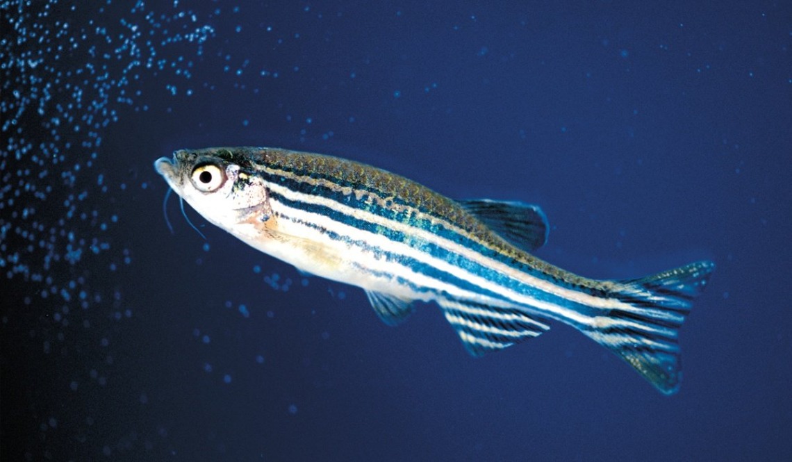 Image of Zebra Fish in dark water (White, thin fish with iridescent blue stripes that run lengthwise down the body of the fish)