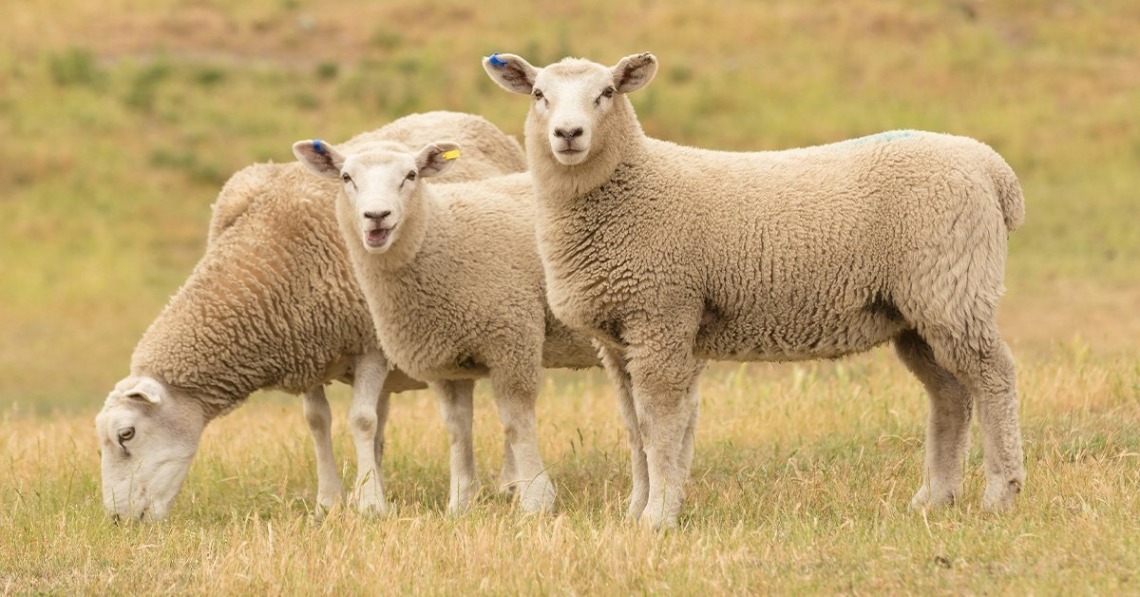 A serene scene of three sheep peacefully grazing in a pasture, harmoniously enjoying their surroundings.