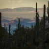 A group of saguaro stand in the foreground among hills and other vegetation. In the background is a mountain with a large with "A" on it.